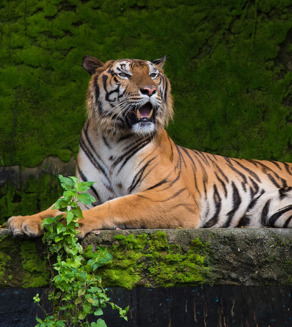 About Jim Corbett Parks